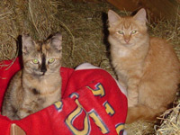 Barn Cats